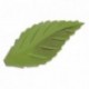 Décor azyme feuille verte (lot de 500)