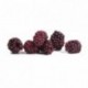 Lyophilized whole blackberry Sosa 80 g