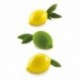 Limone & Lime120 silicone mould 88,5 x 61,5 x 45 mm